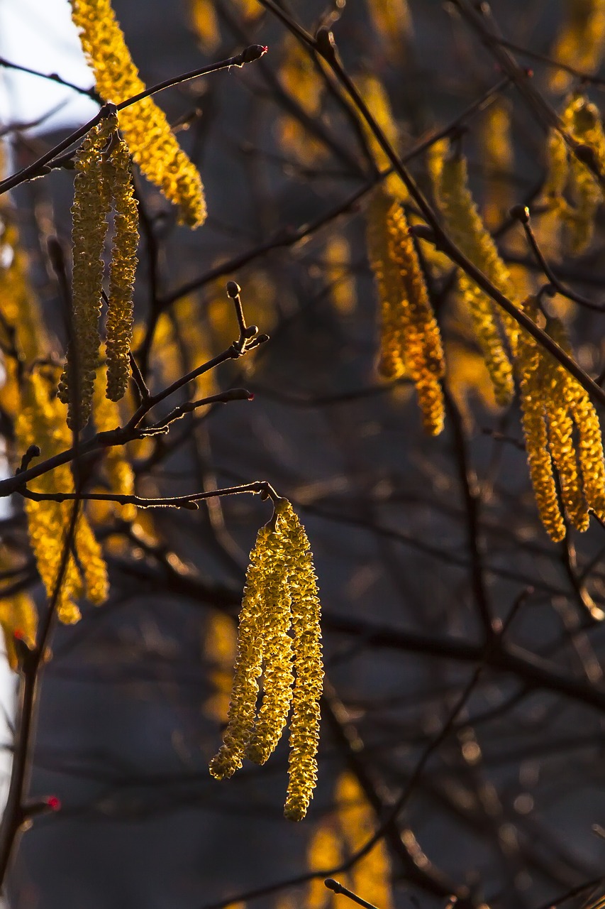 plant tree blossom free photo