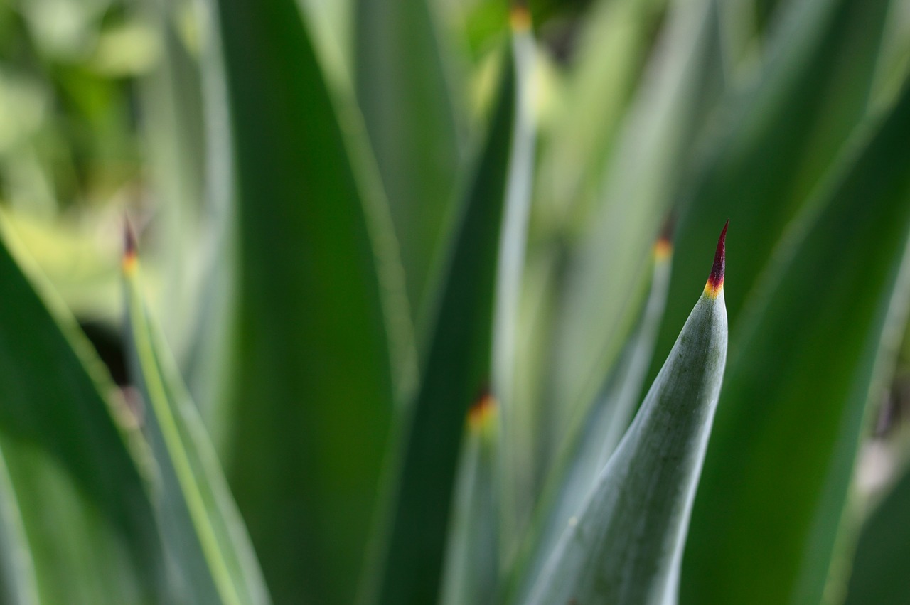 plant cactus agave free photo