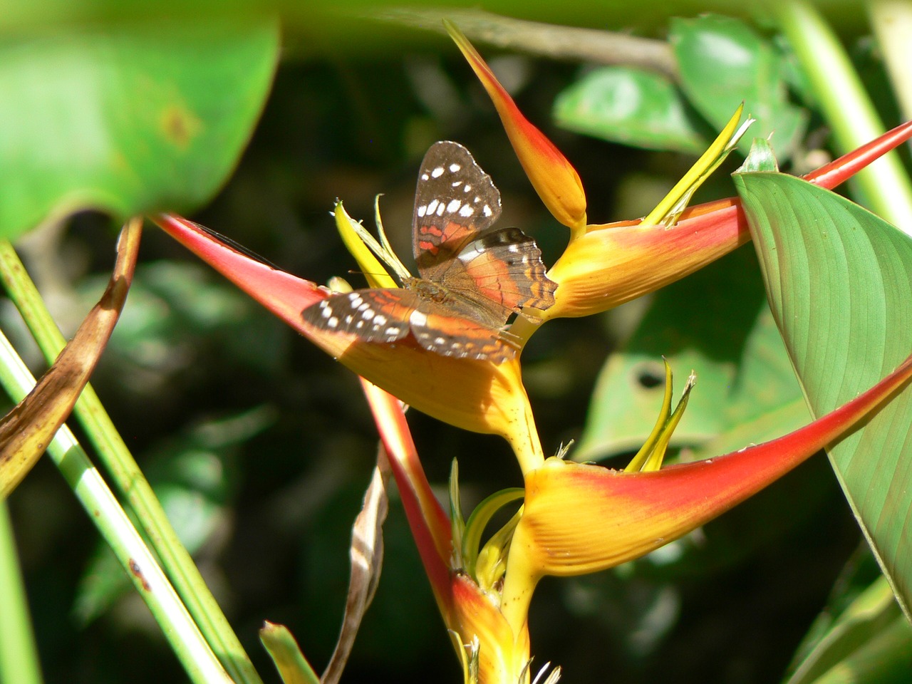 plant butterfly colombia free photo