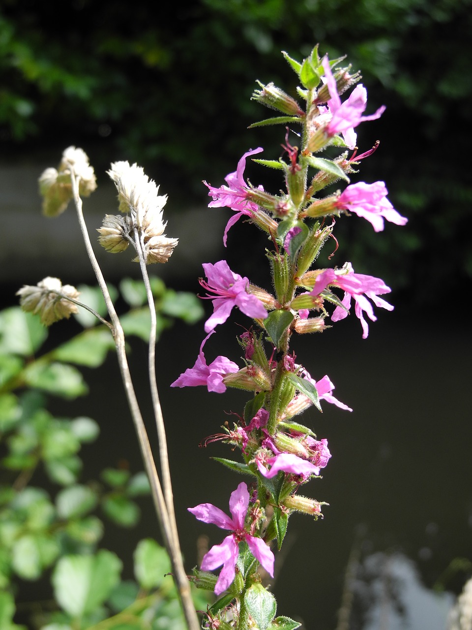 plant pink flowers garden free photo