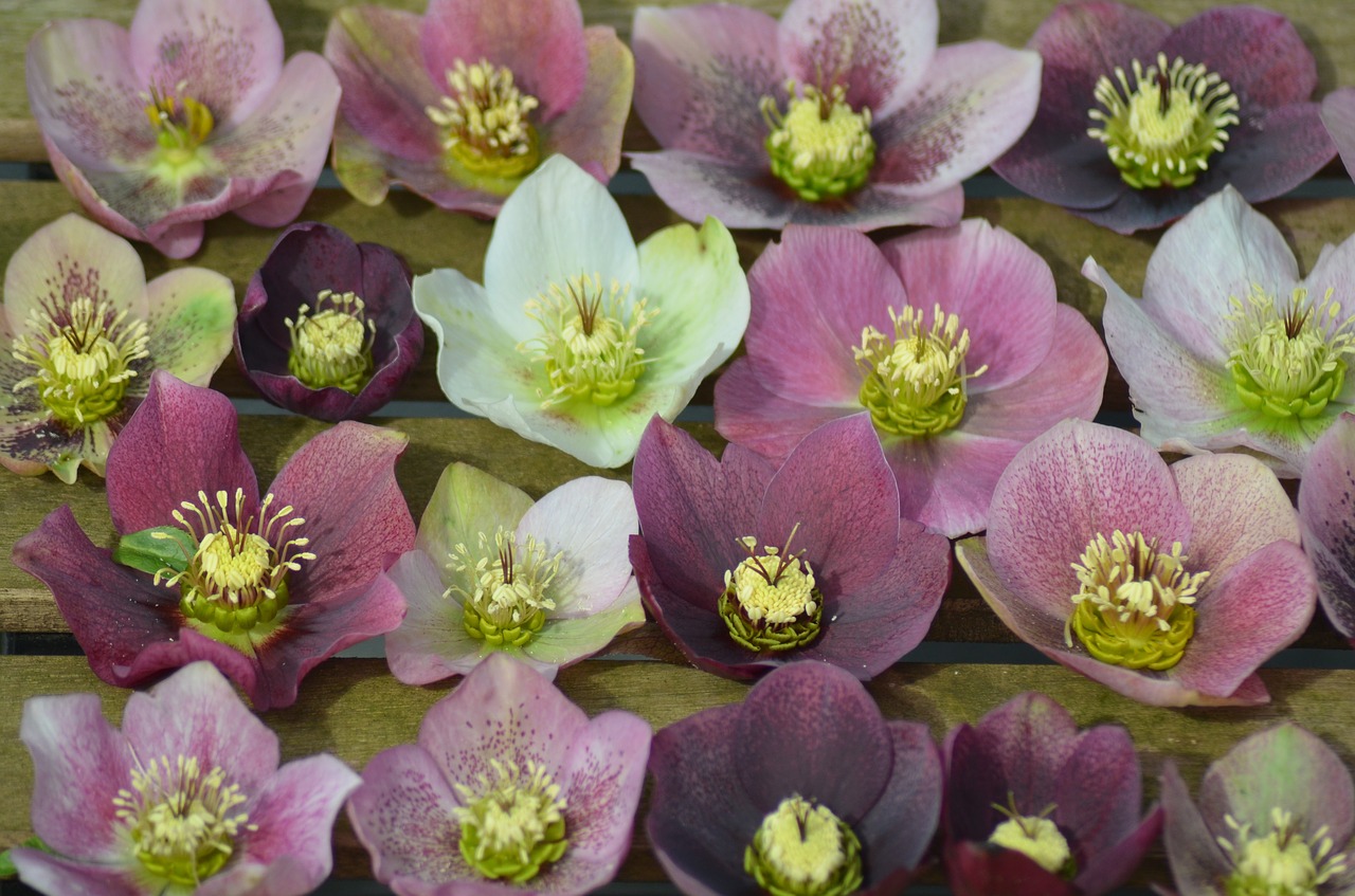 plant hellebore flower free photo