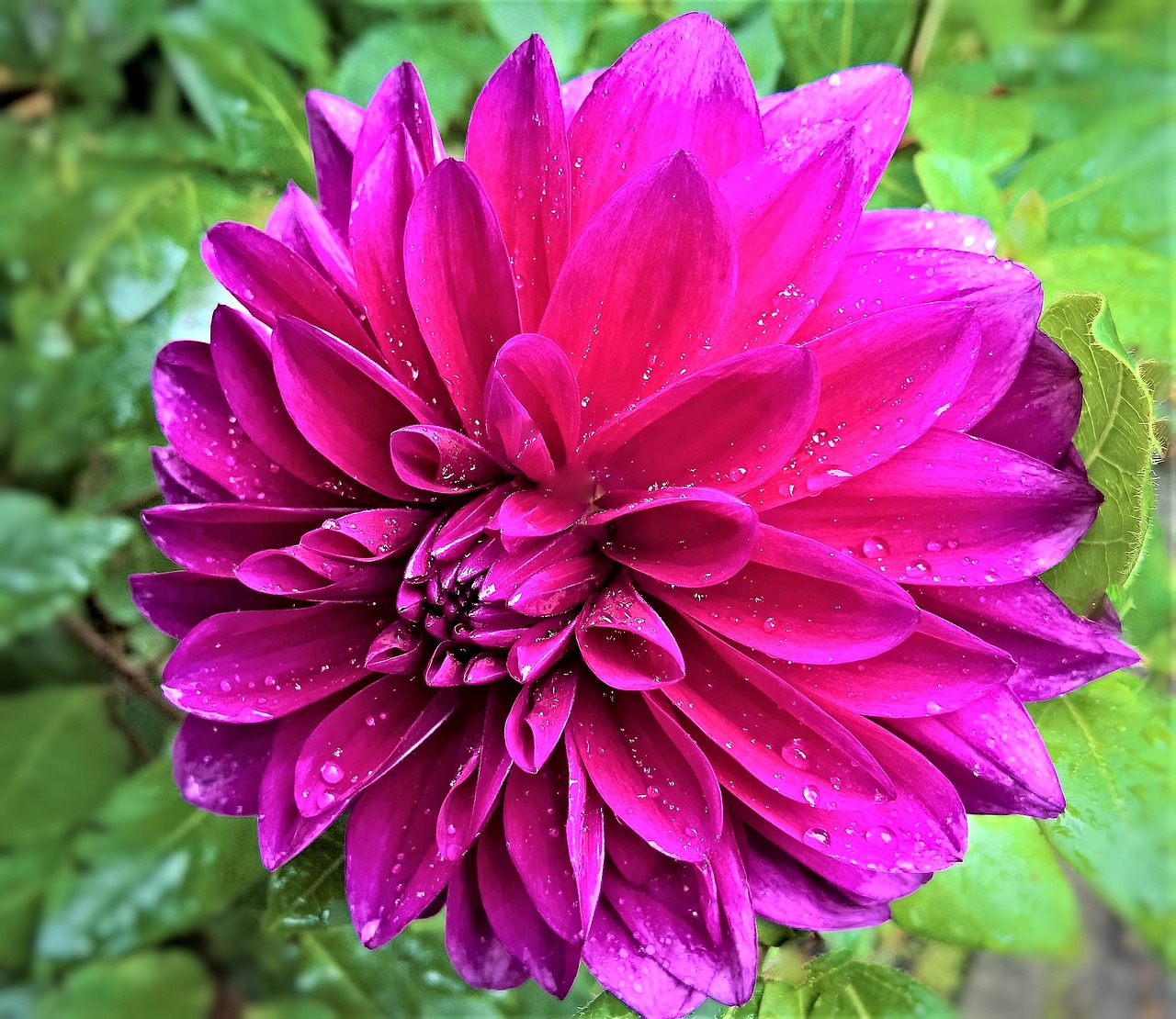 plant dahlia flower garden free photo