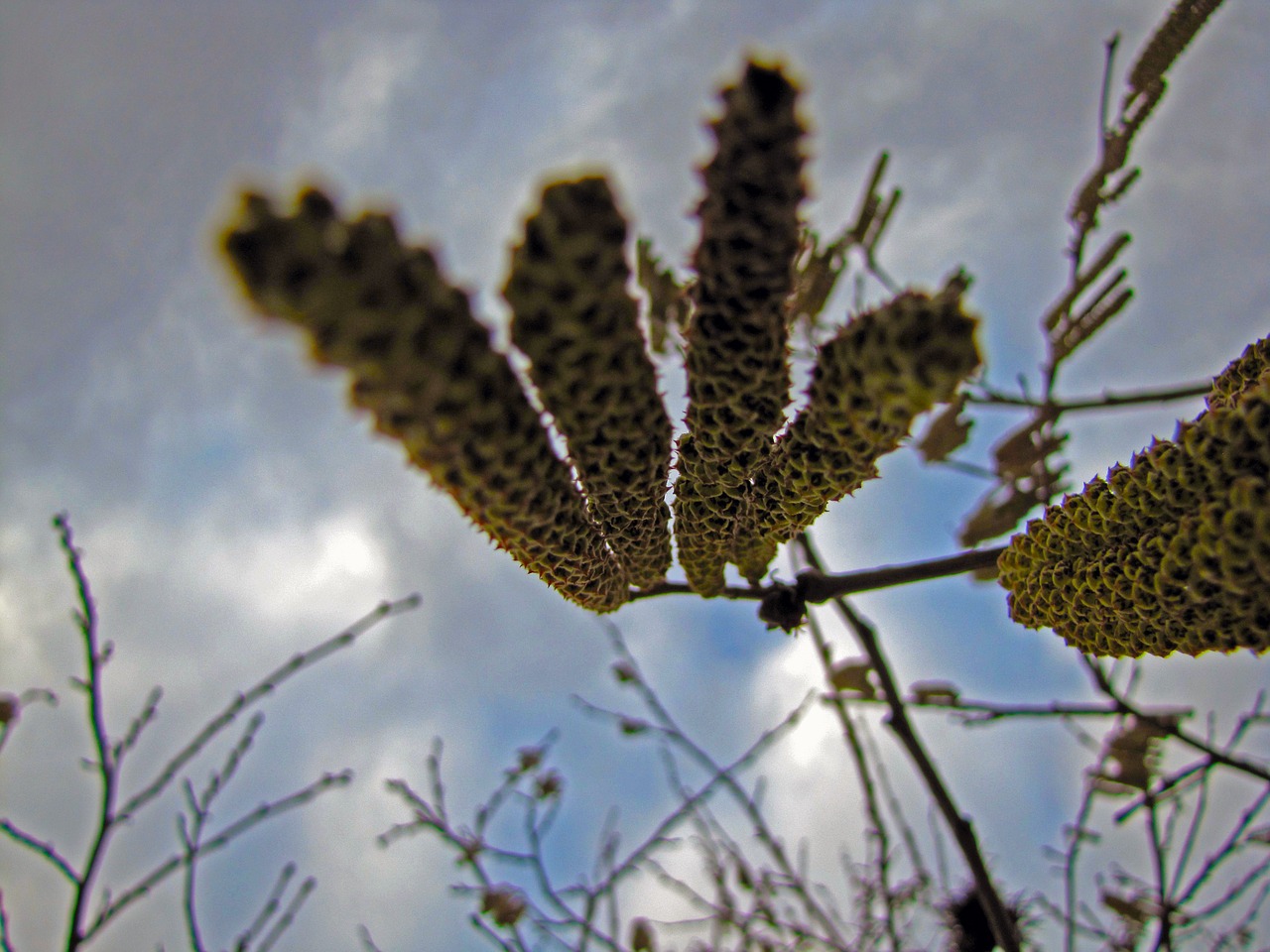 plant wood flower free photo