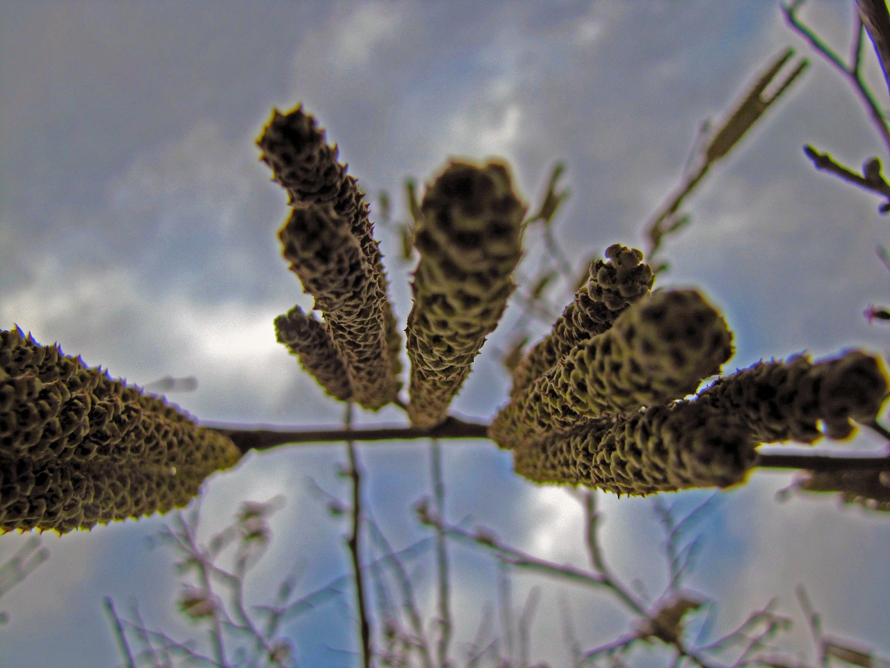 plant wood flower free photo