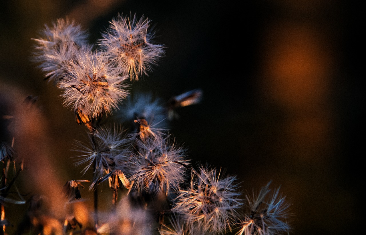 plant sunshine seeds free photo