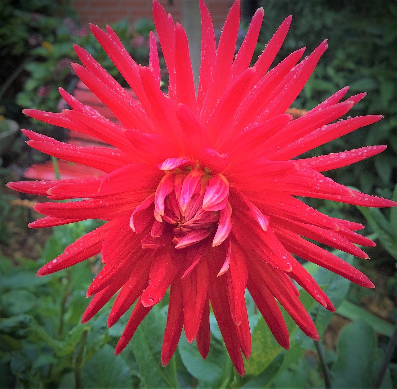 plant dahlia flower garden free photo