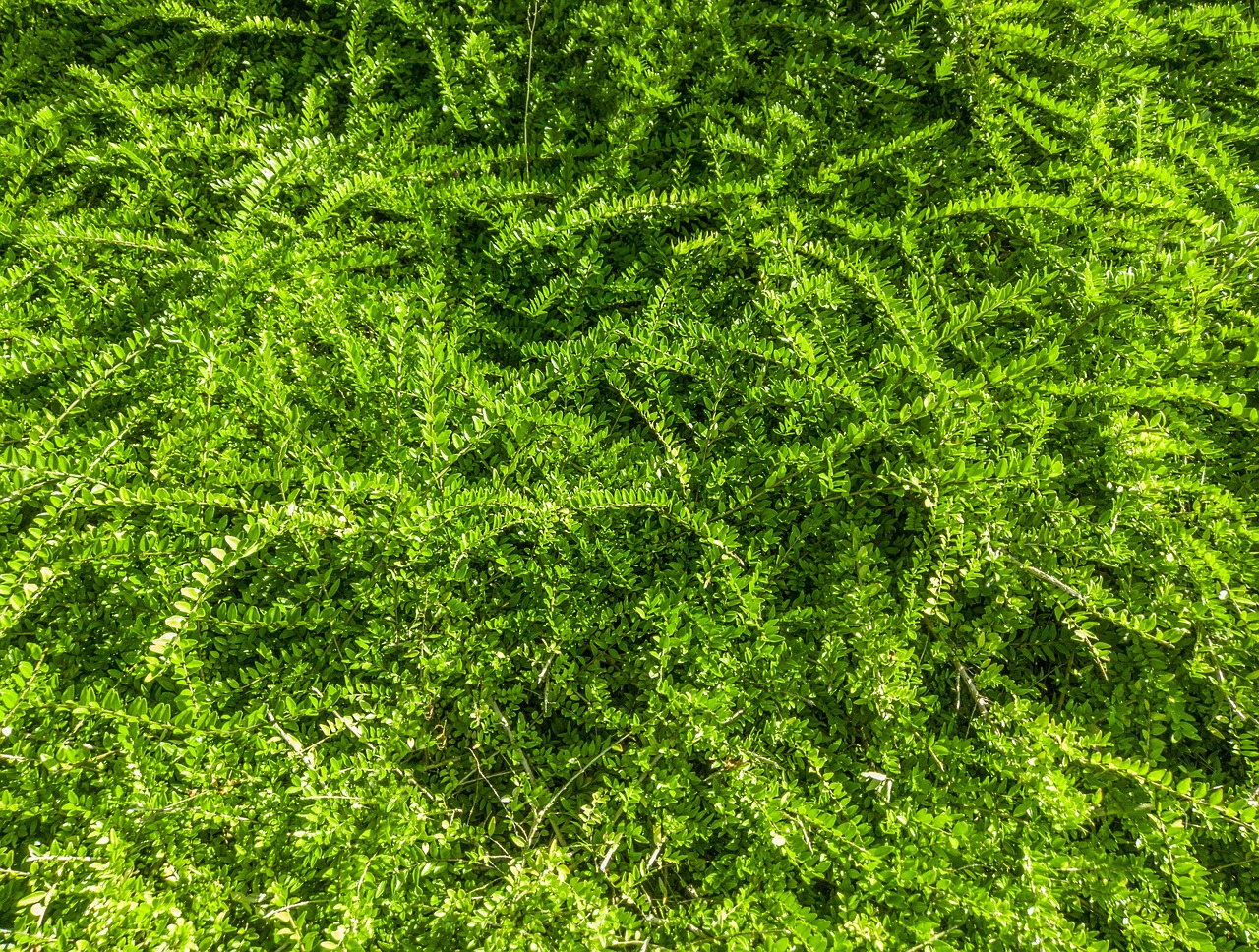 plant grass texture free photo