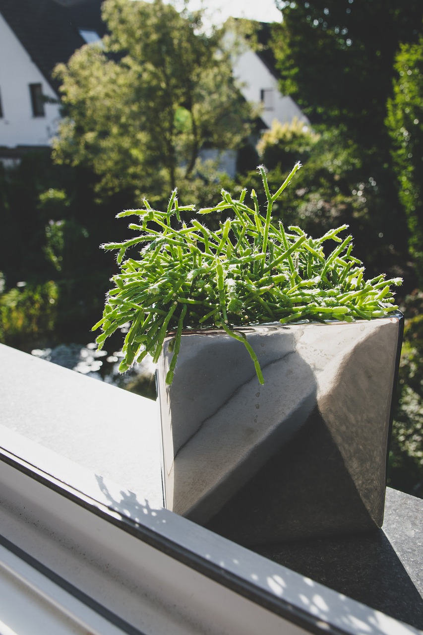 plant window window sill free photo