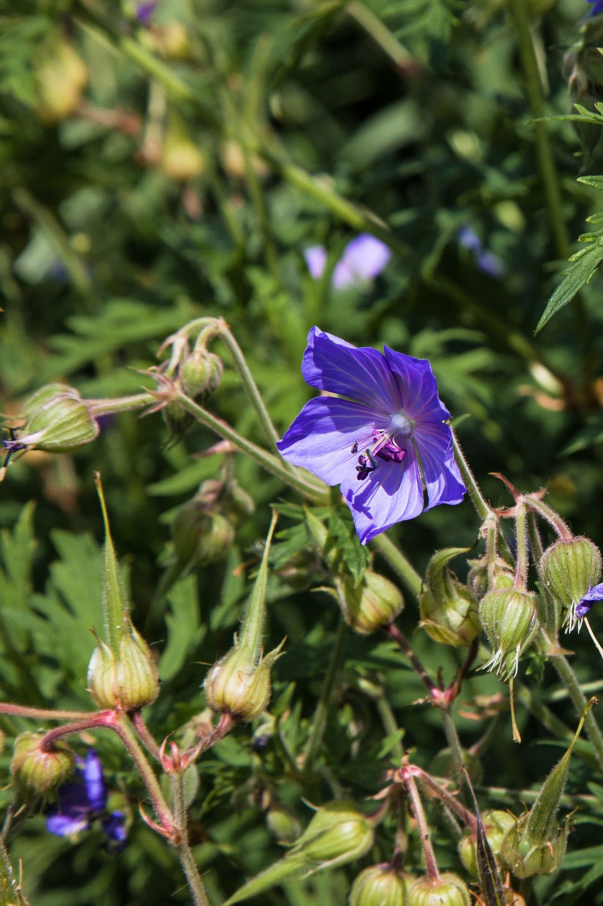 plant flowers violet free photo