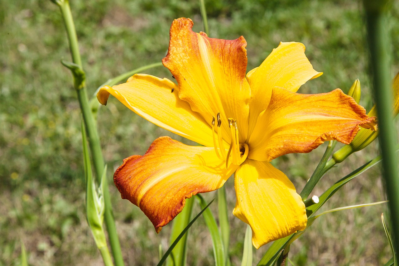 plant flowers yellow free photo