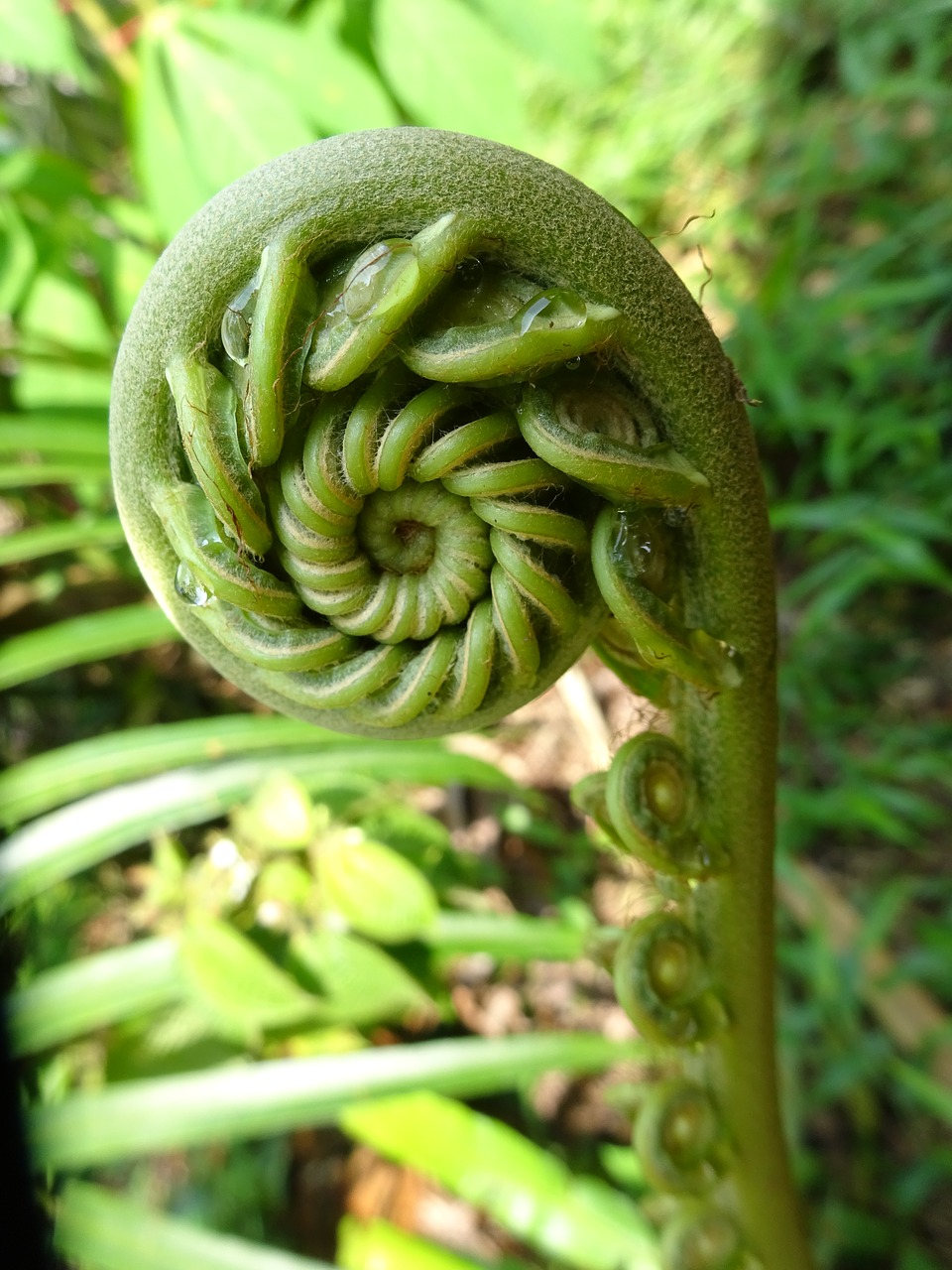 plant fern baduy free photo