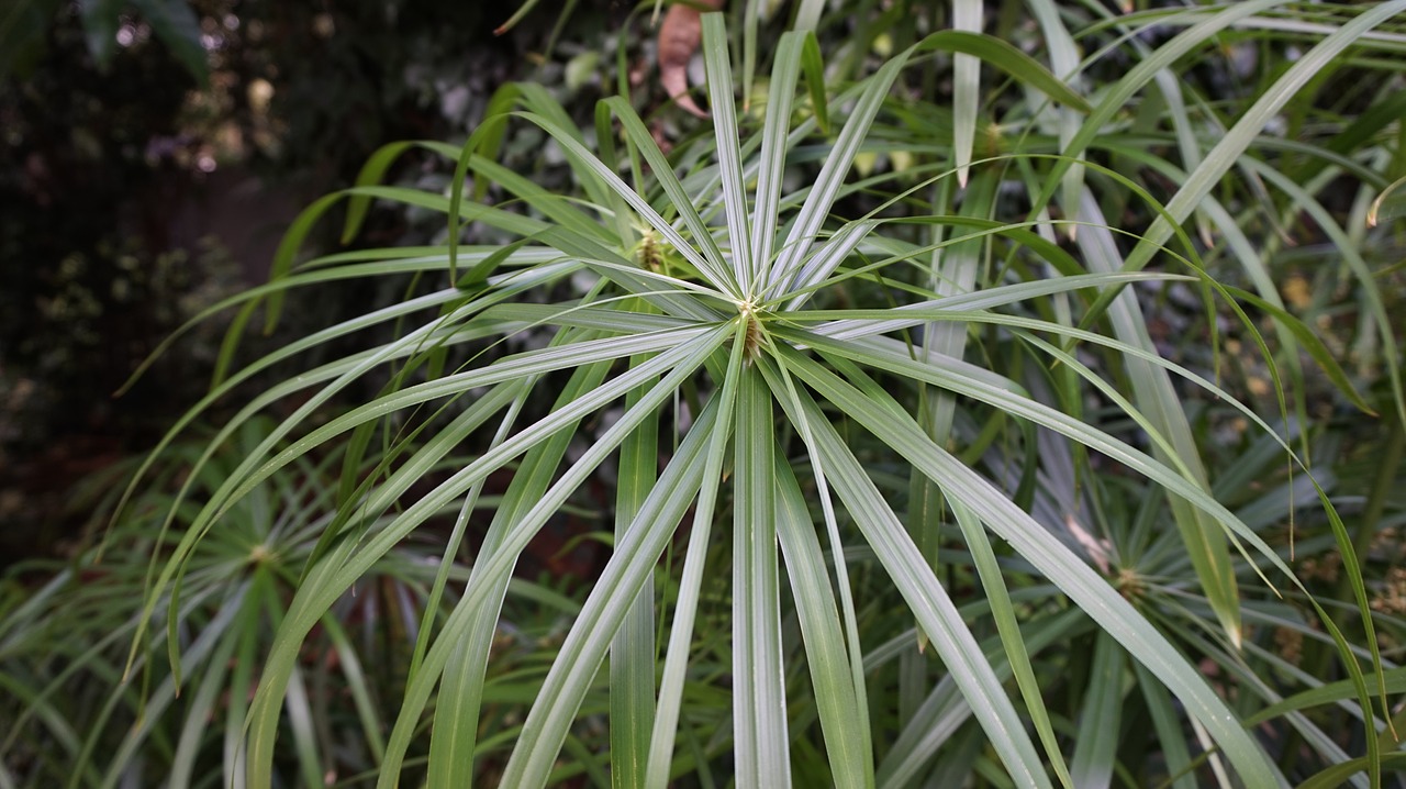 plant leaf outdoors free photo