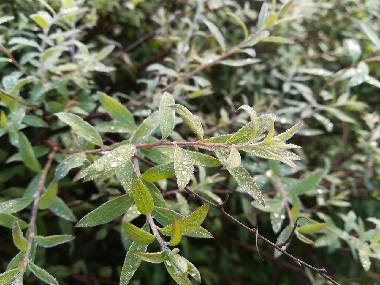 plant green leaves free photo