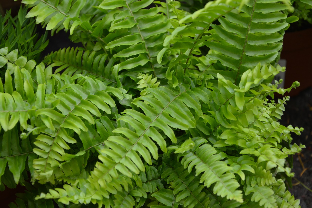 plant plants ferns vegetation free photo