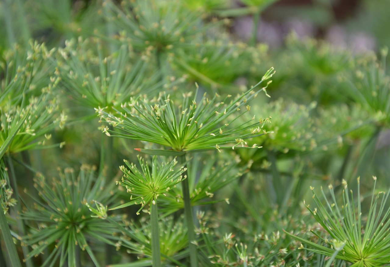 plant plants cyperus papyrus free photo