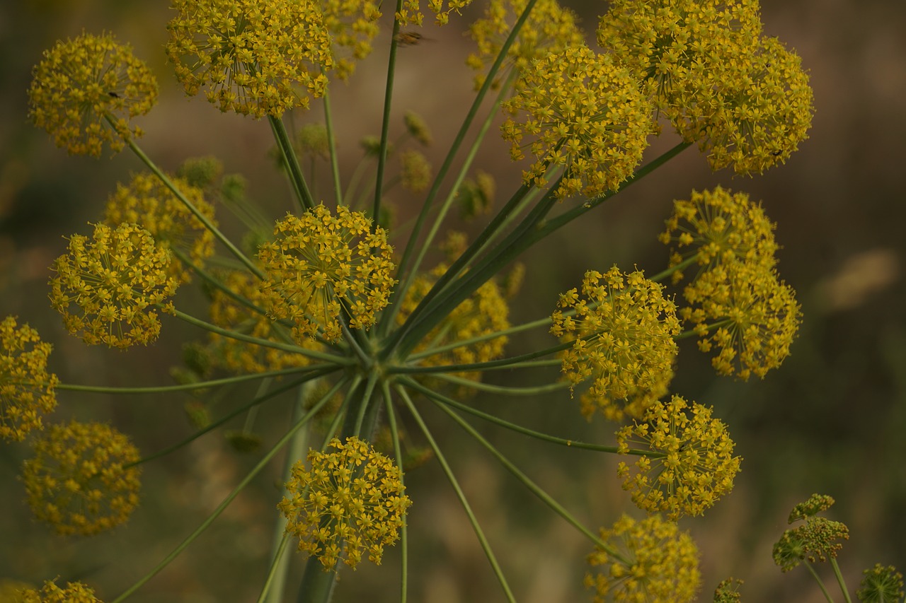 plant flower nature free photo