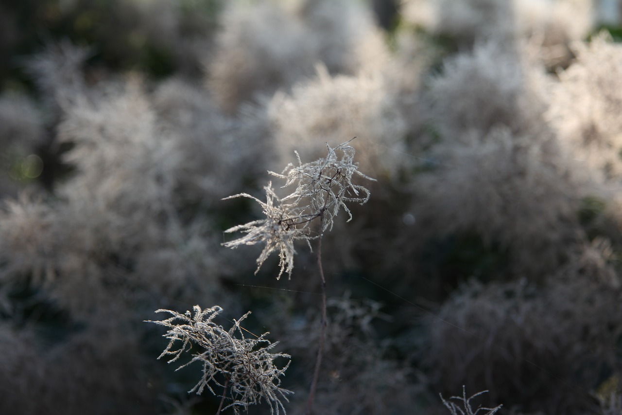 plant hoarfrost frost free photo