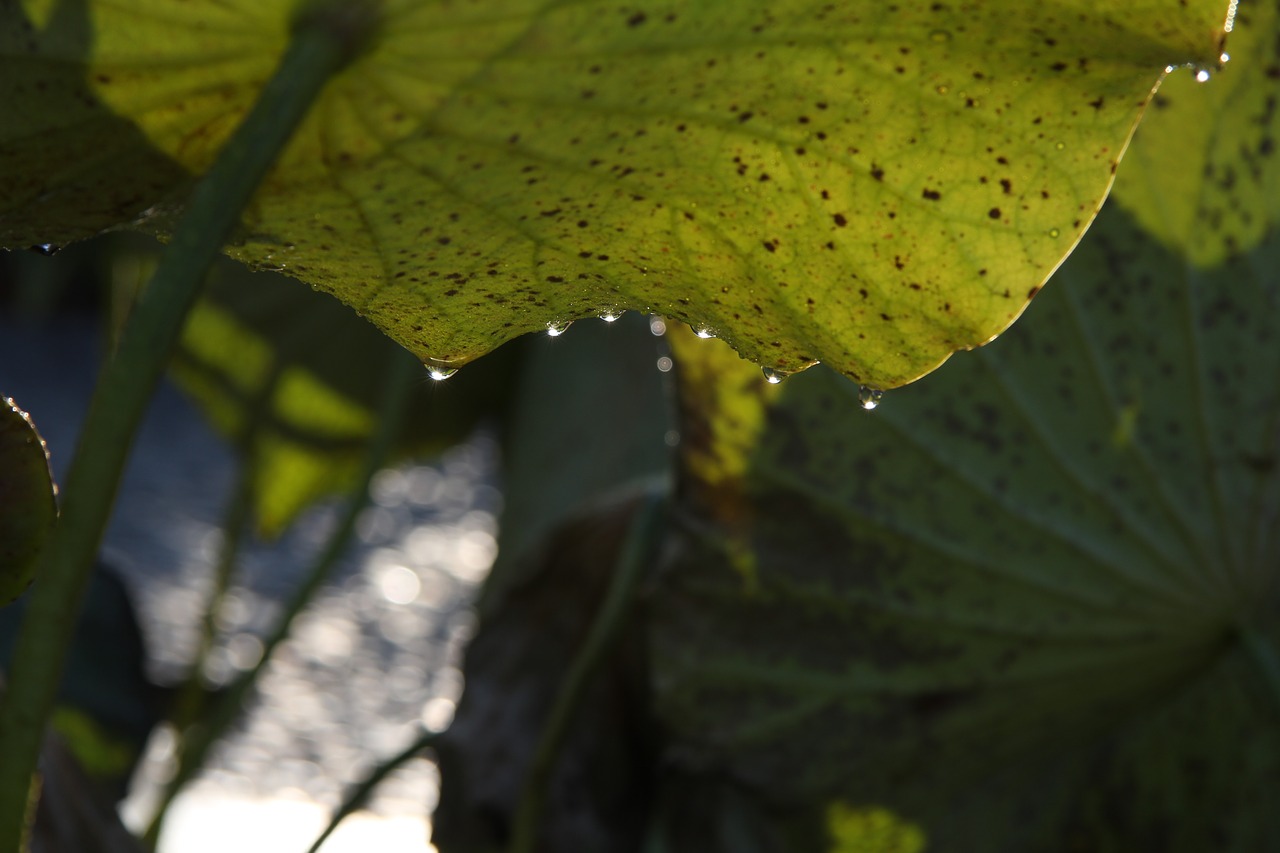 plant leaf drop free photo