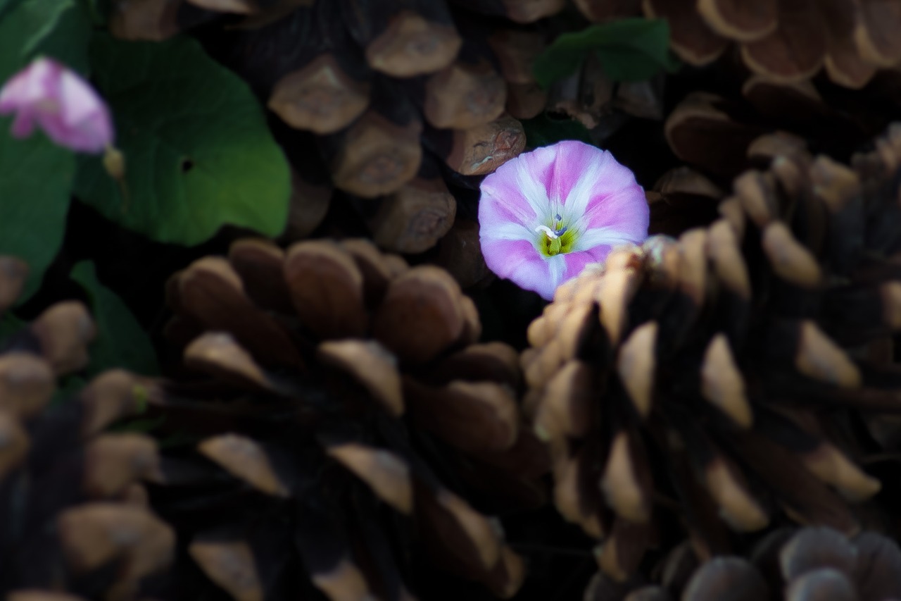 plant flowers blossom free photo