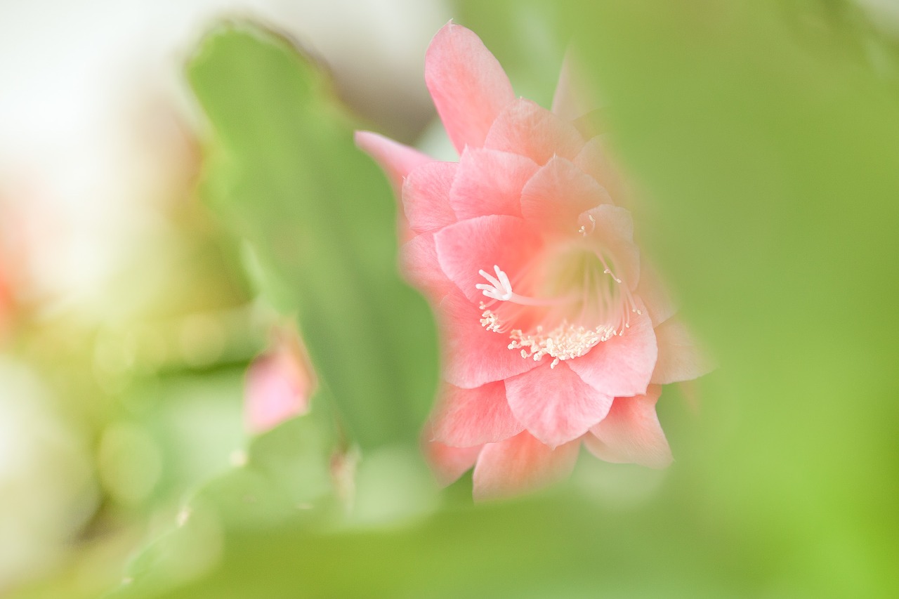 plant leaf cacti blossom free photo