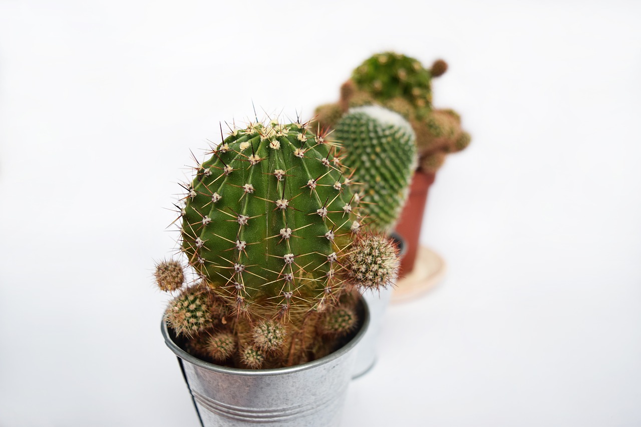 plant succulent cactus free photo