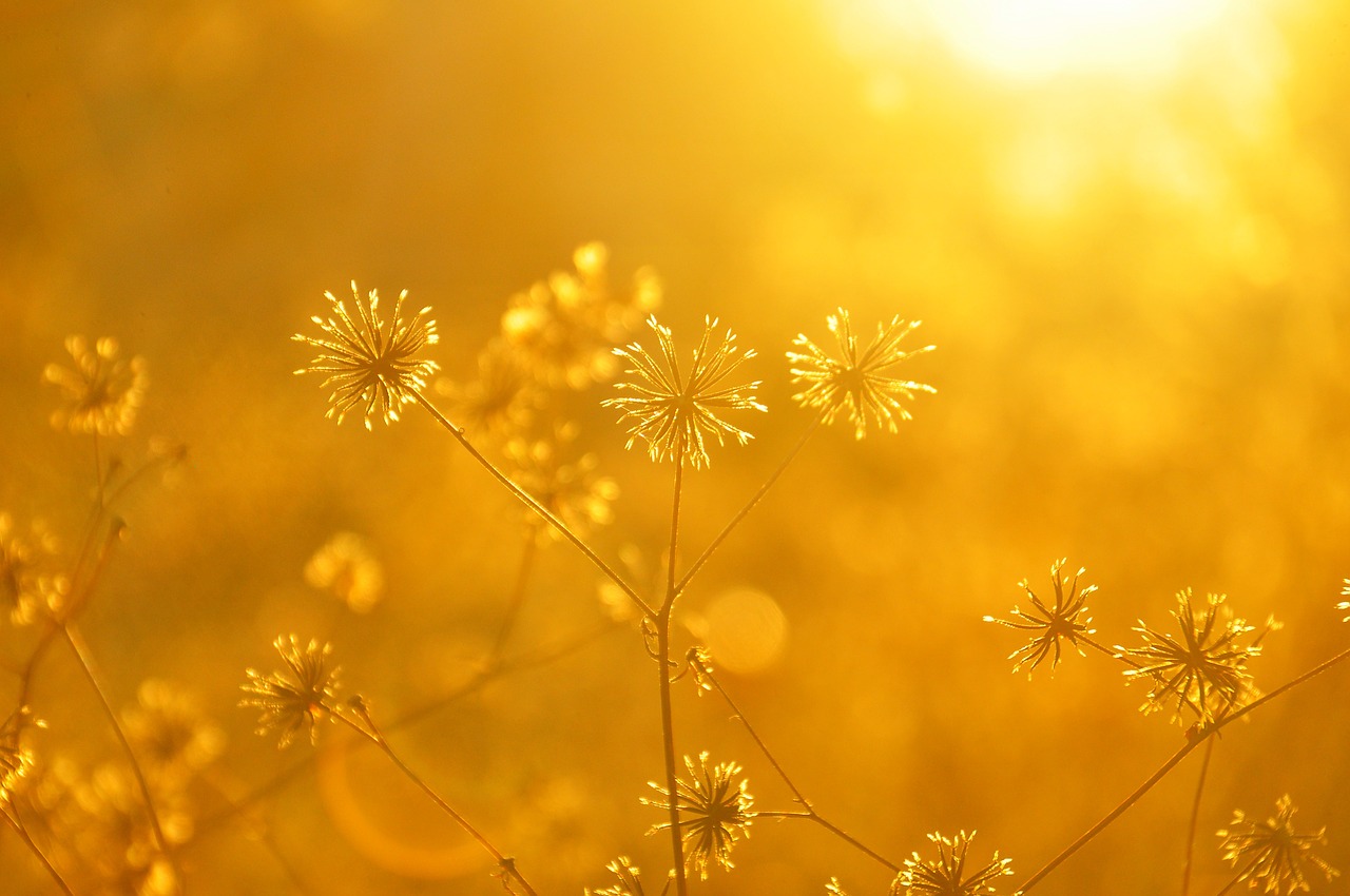 plant sunset autumn free photo