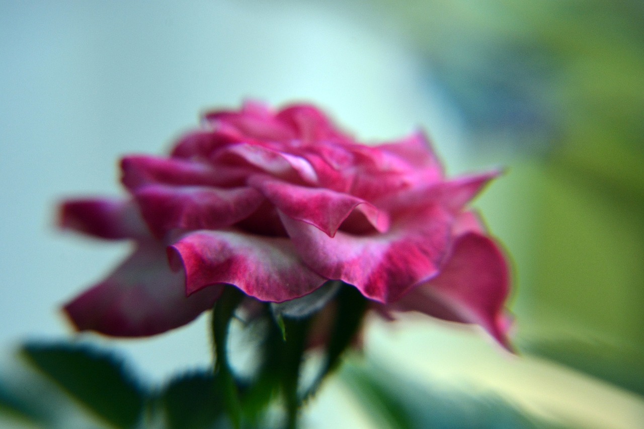 plant flower small rose free photo