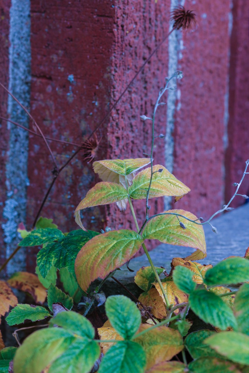 plant leaf autumn free photo