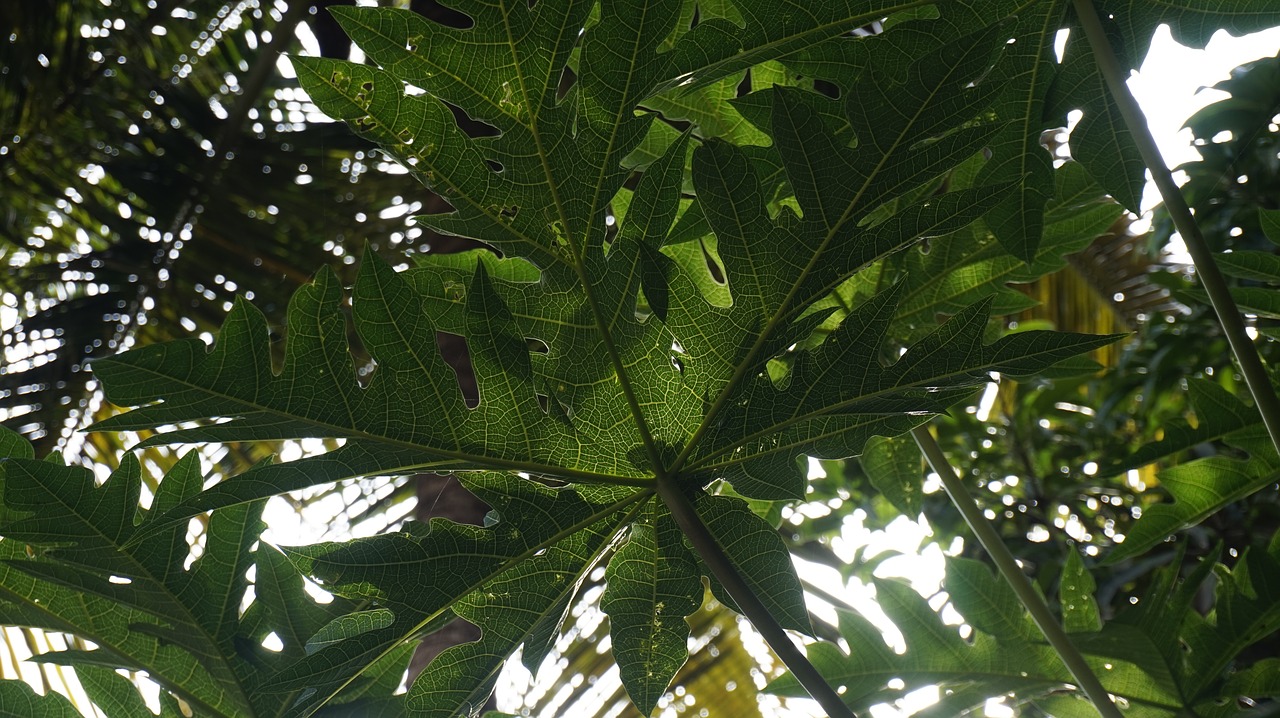 plant papaya leaf free photo