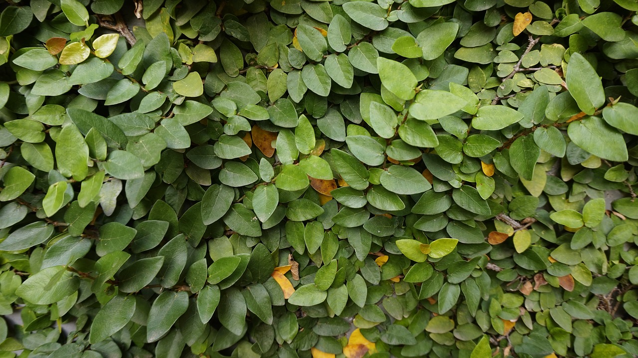 plant leaf creeper free photo