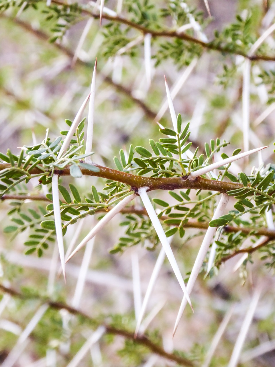 plant exotic thorns free photo