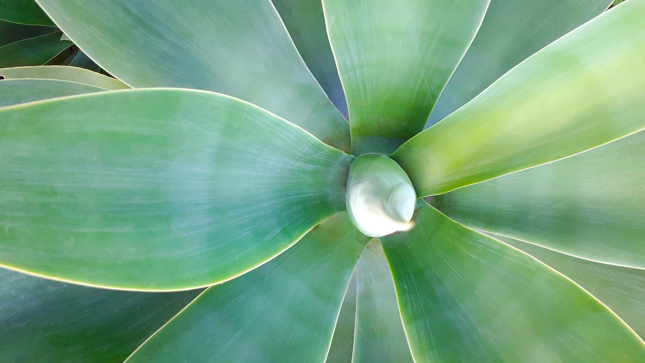 plant background texture free photo