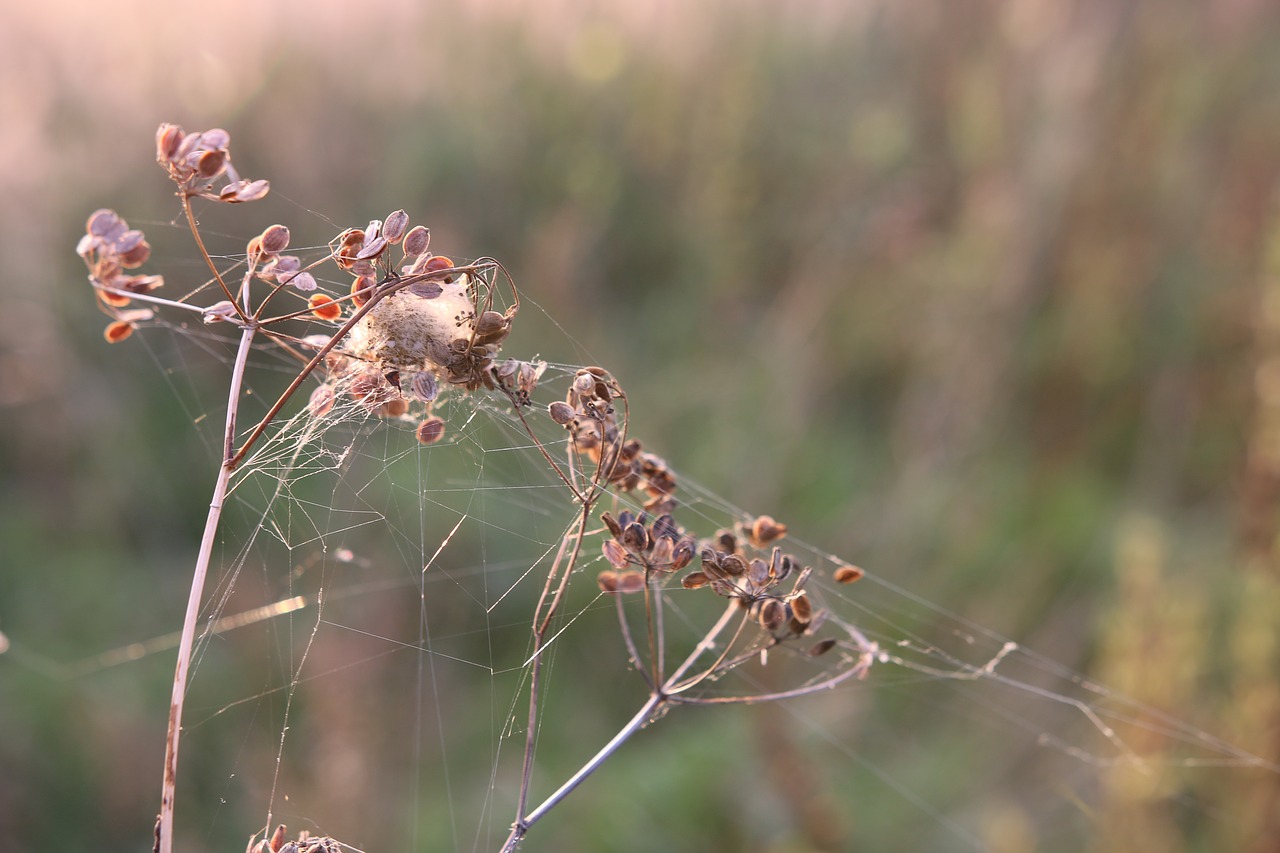 plant cobweb autumn free photo