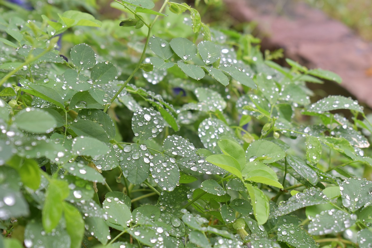 plant rain drops water free photo