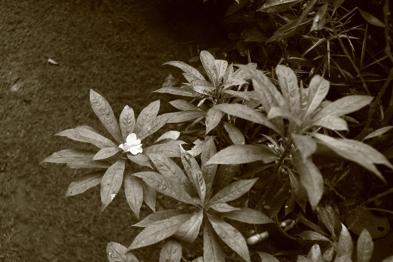 plant garden monochrome free photo