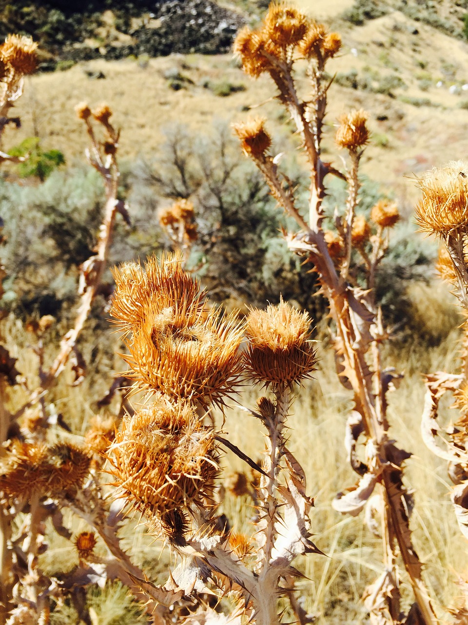 plant cactus nature free photo