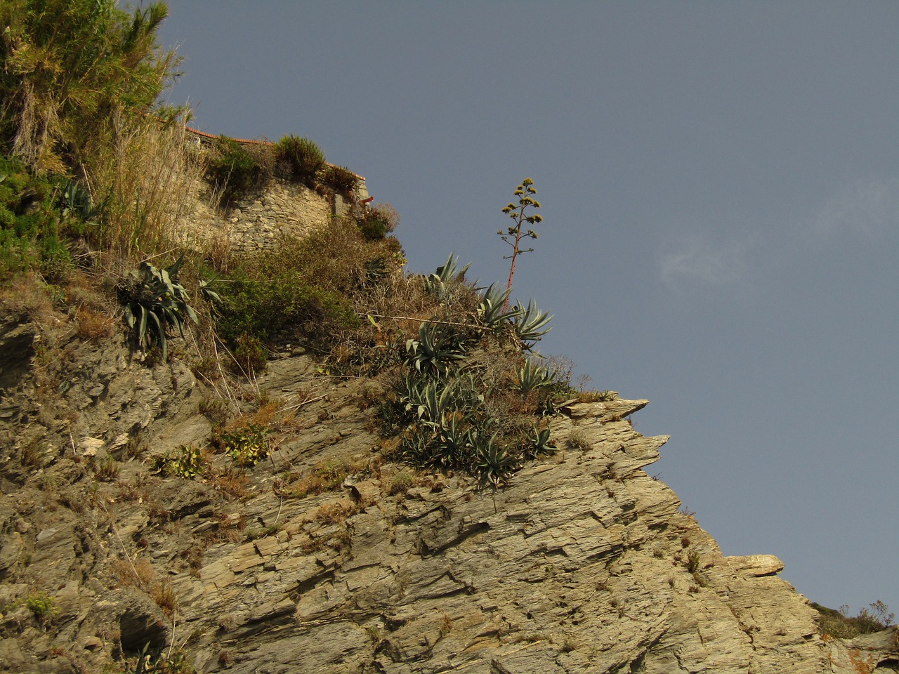 plant liguria cinque terre free photo