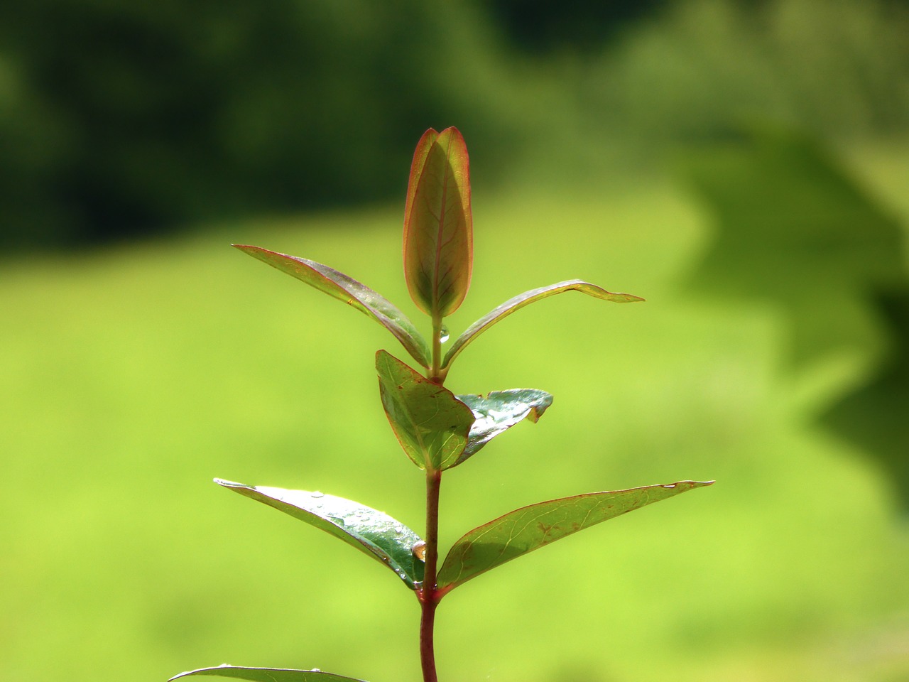 plant leaf green free photo