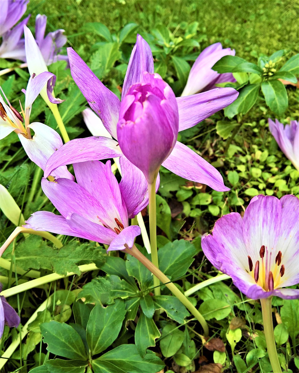 plant herbstzeitlose lily family free photo