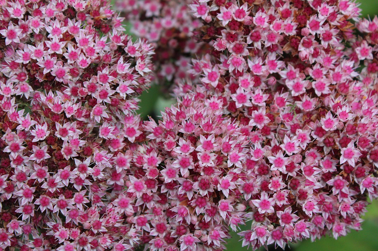 plant sedum stonecrop free photo