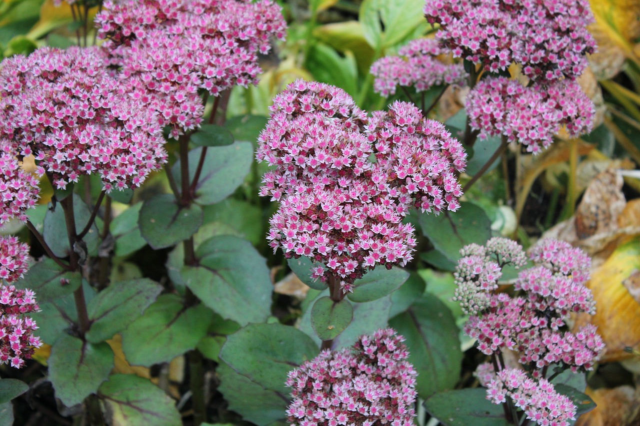 plant sedum stonecrop free photo