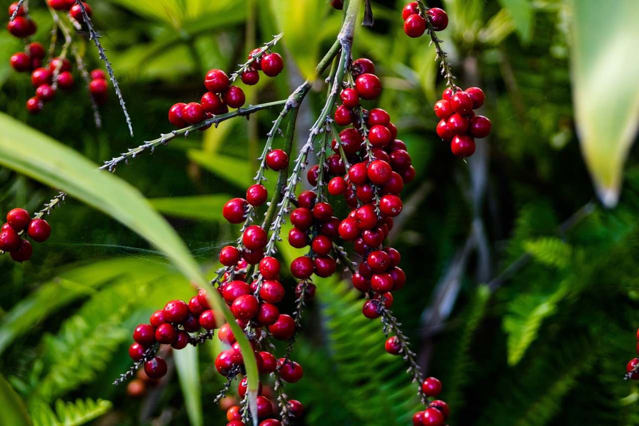 plant berries autumn free photo