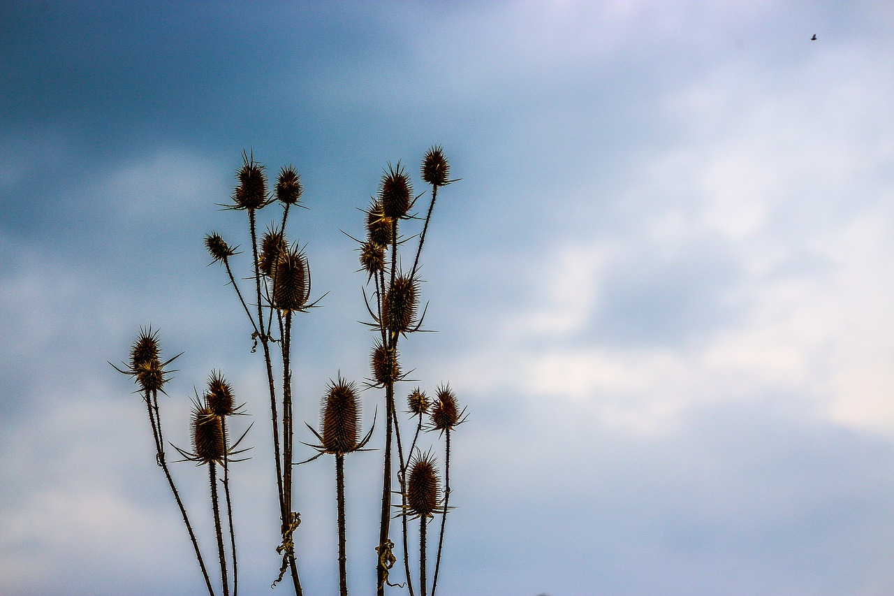 plant nature spring free photo