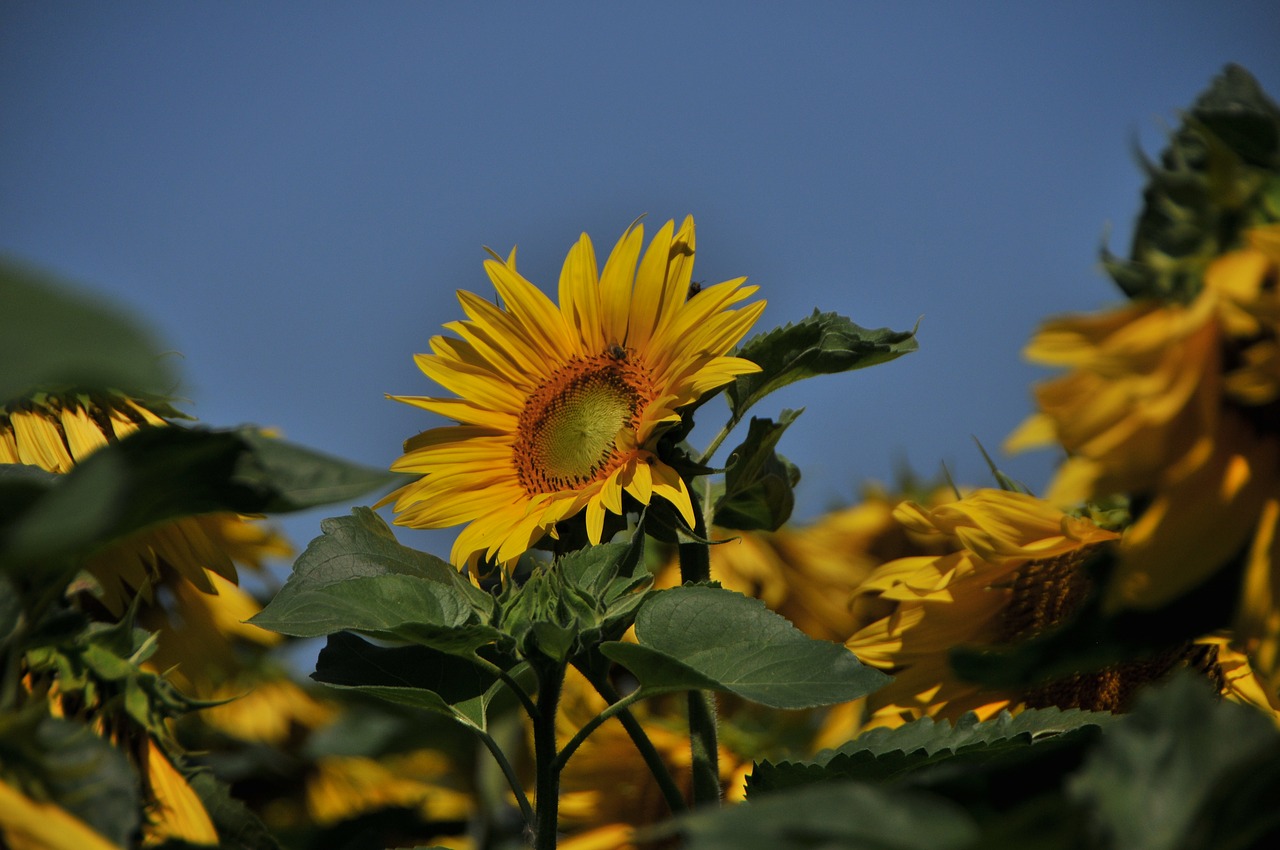 plant nature flower free photo