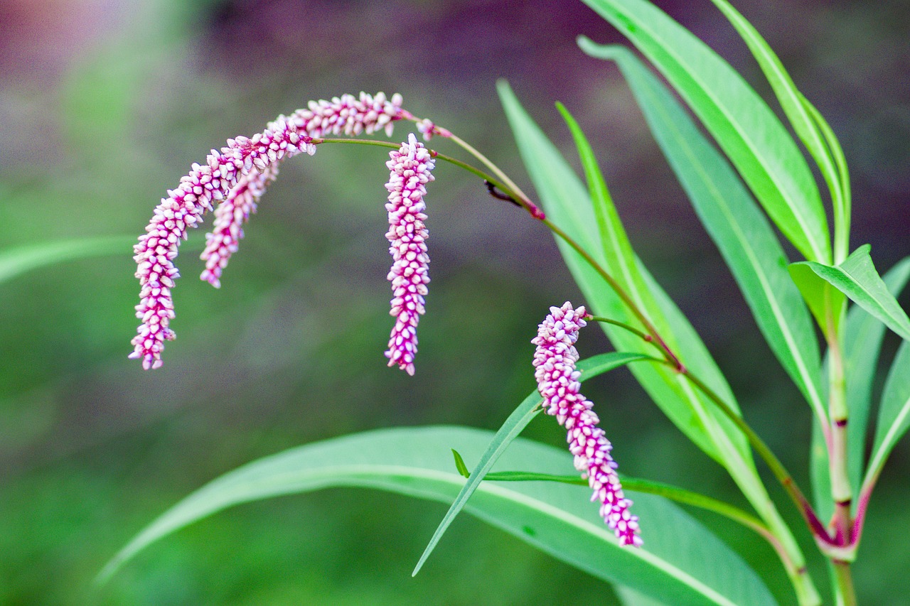 plant green nature free photo