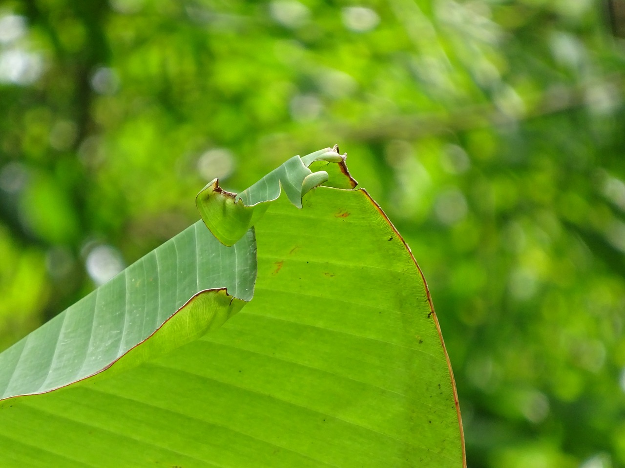 plant banana leaf green free photo