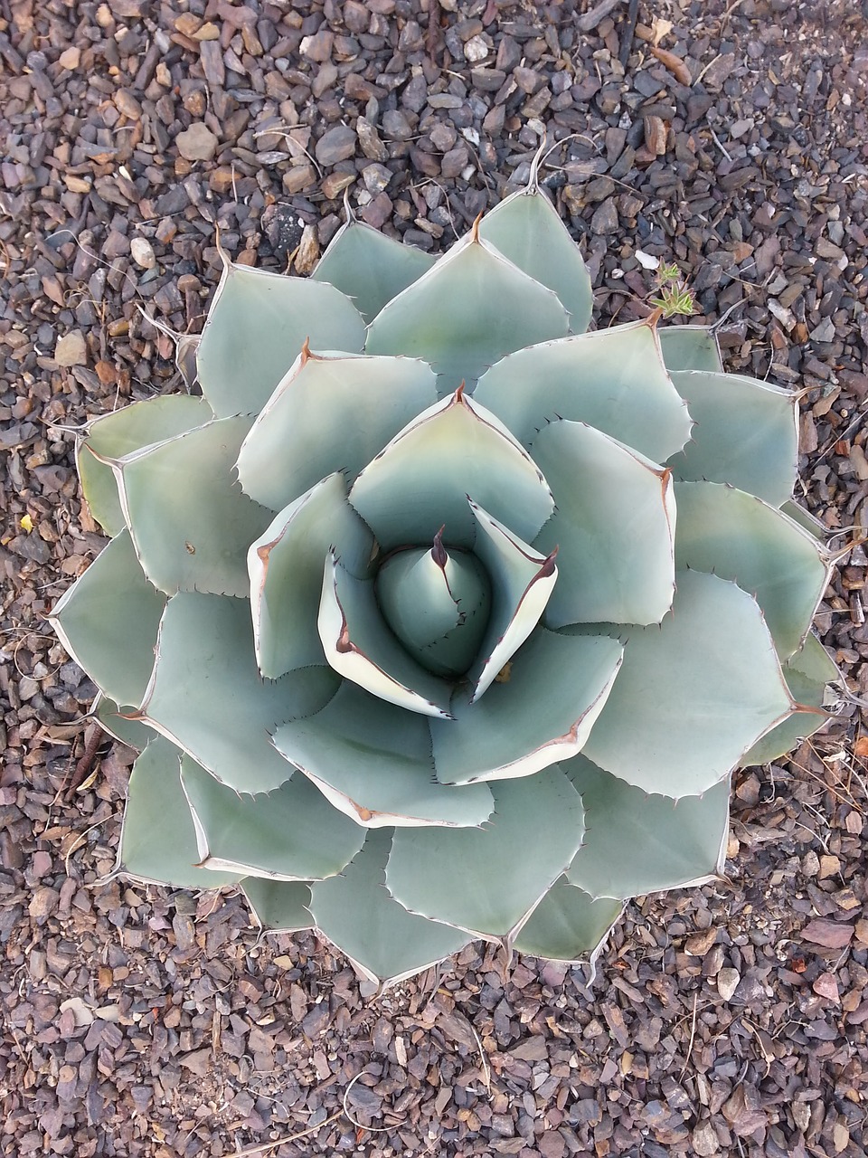 plant desert plant landscape free photo