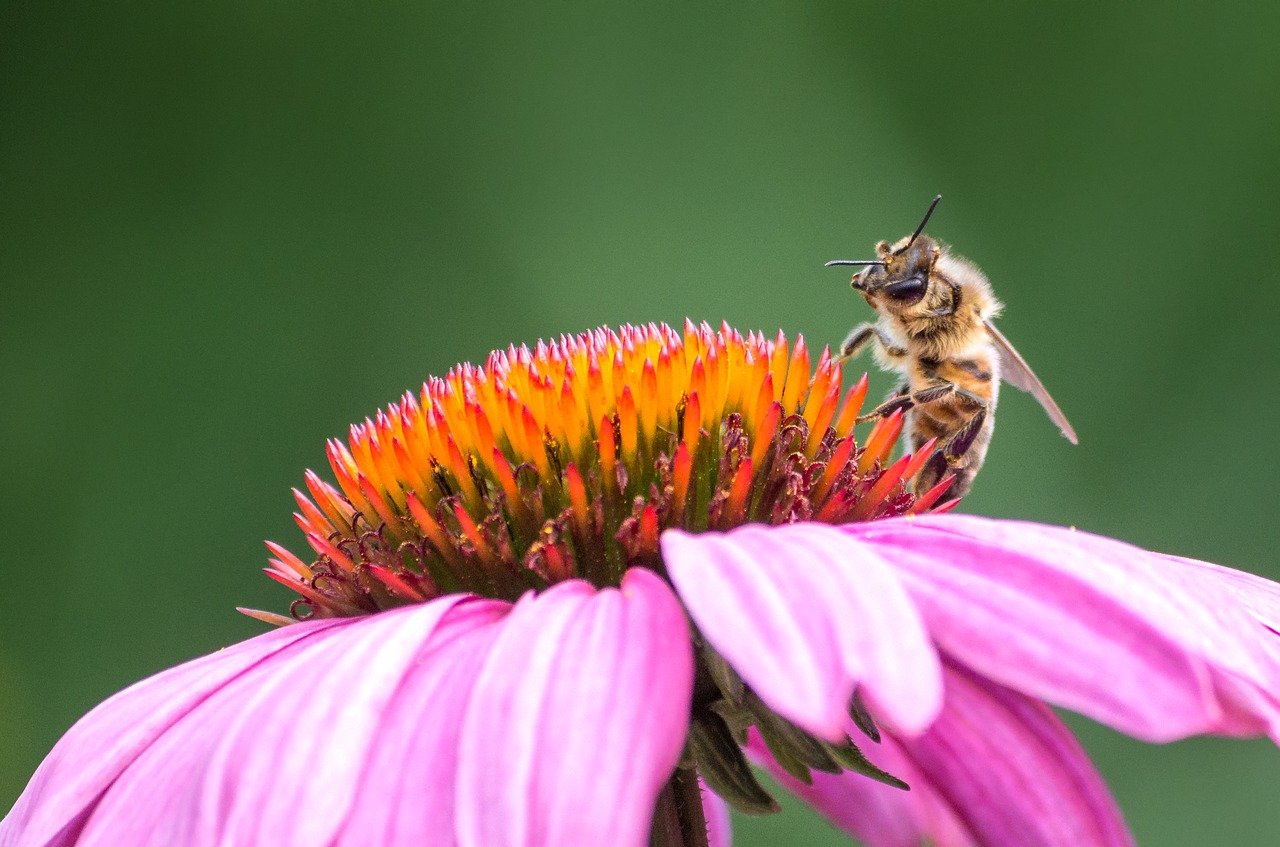 plant bee insect free photo