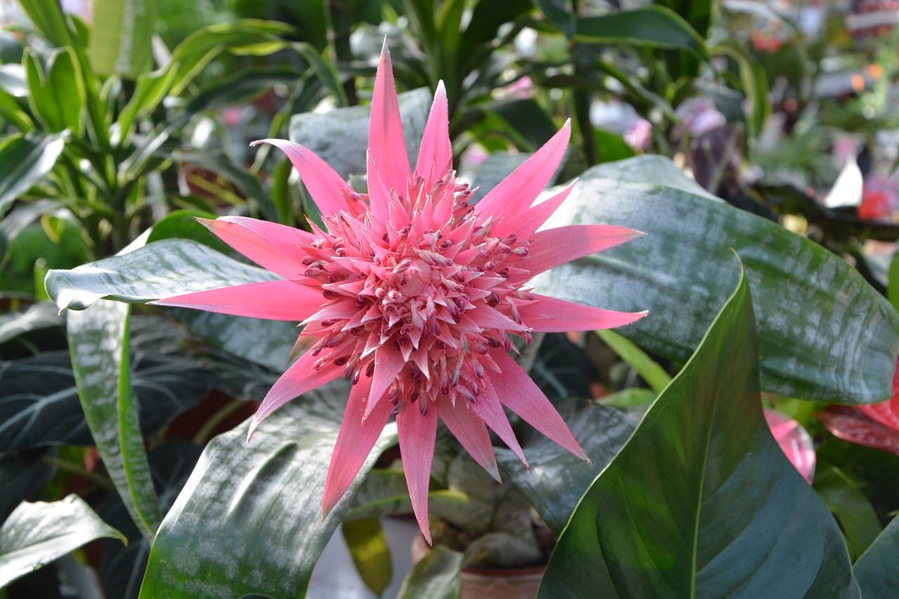 plant aechmea pamera flowering plant free photo