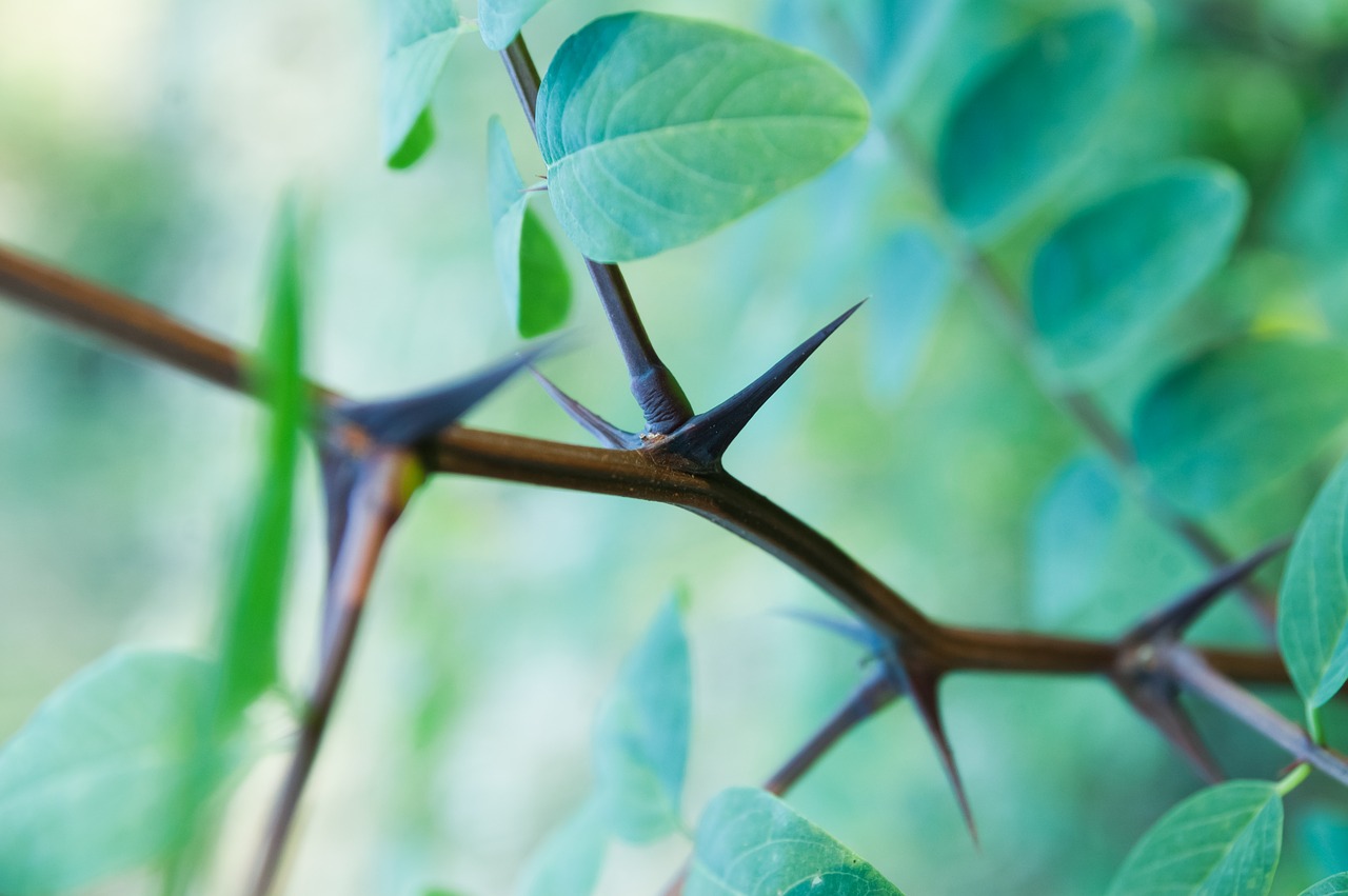 plant thorn quills free photo